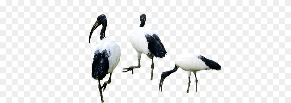 Birds Animal, Beak, Bird, Stork Free Png