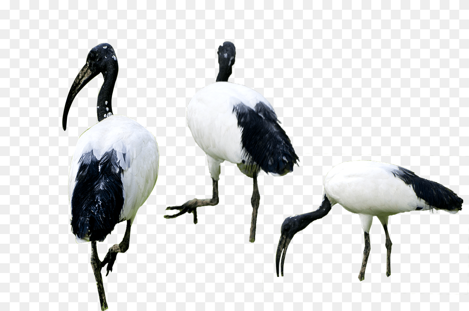 Birds Animal, Beak, Bird, Stork Png