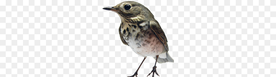 Birds, Animal, Anthus, Bird Png