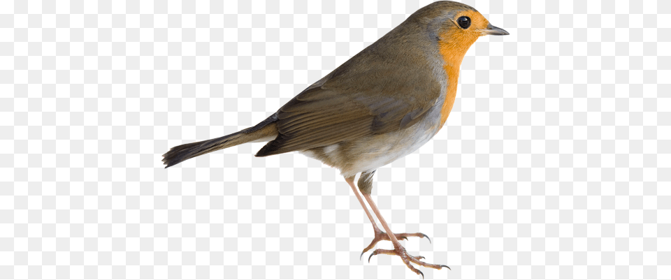 Birds, Animal, Bird, Robin Free Png