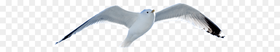 Birds, Animal, Bird, Flying, Seagull Png Image