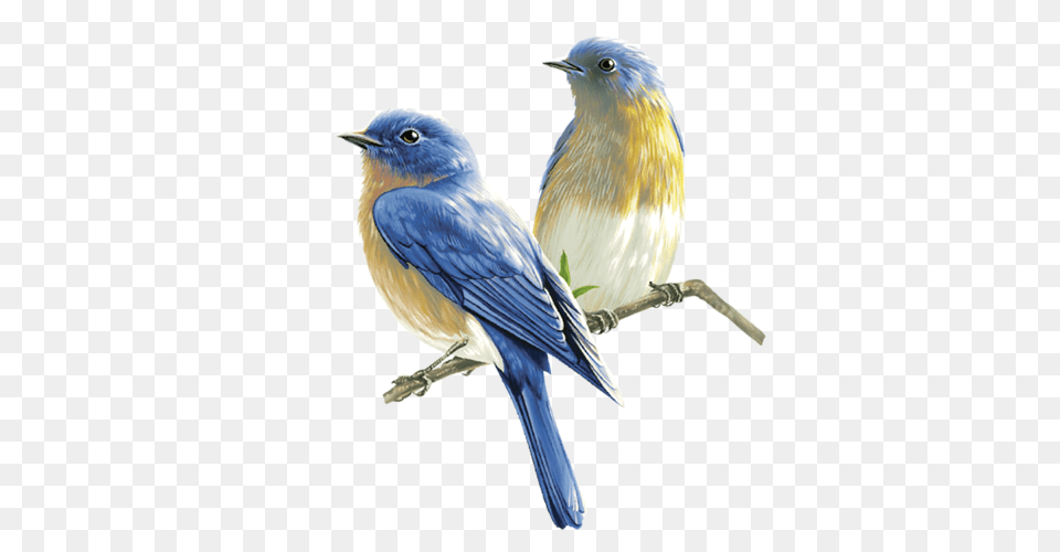 Birds, Animal, Bird, Bluebird, Blue Jay Free Transparent Png