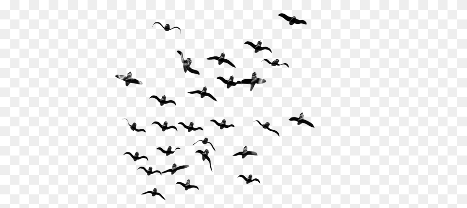 Birds, Animal, Bird, Flock, Flying Free Png