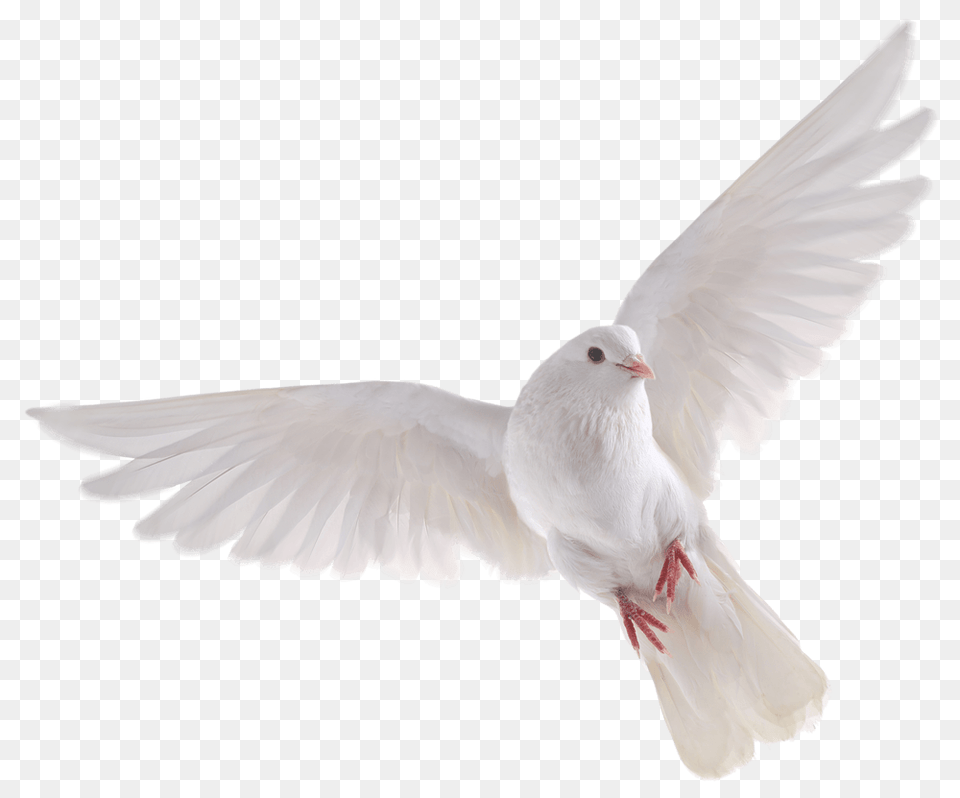 Birds, Animal, Bird, Dove, Pigeon Png Image