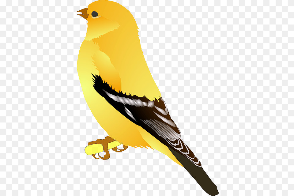 Birds, Animal, Bird, Finch, Canary Free Transparent Png
