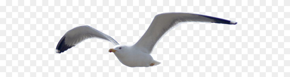 Birds, Animal, Bird, Flying, Seagull Free Transparent Png