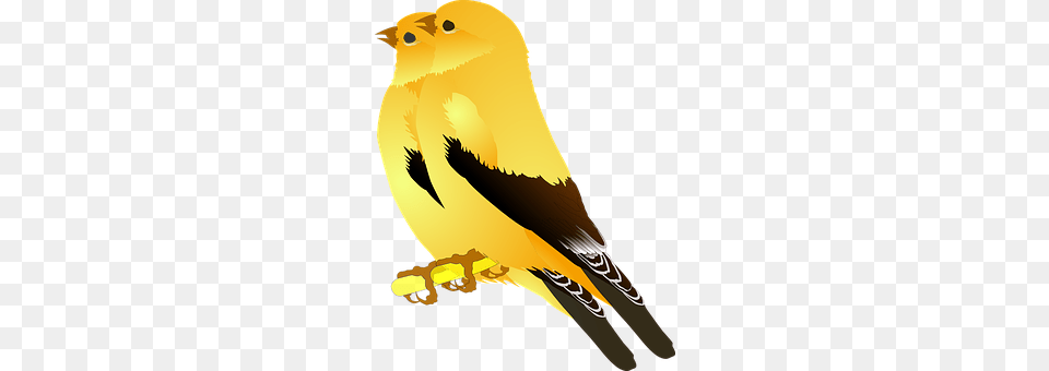 Birds Animal, Bird, Finch, Canary Png Image