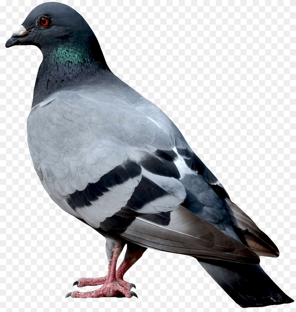 Birds, Animal, Bird, Pigeon, Dove Free Png