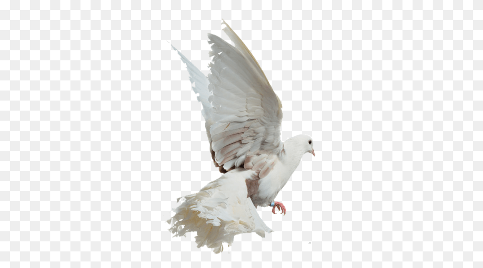 Birds, Animal, Bird, Pigeon, Dove Free Transparent Png