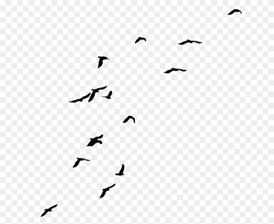 Birds, Animal, Bird, Flying, Flock Png Image