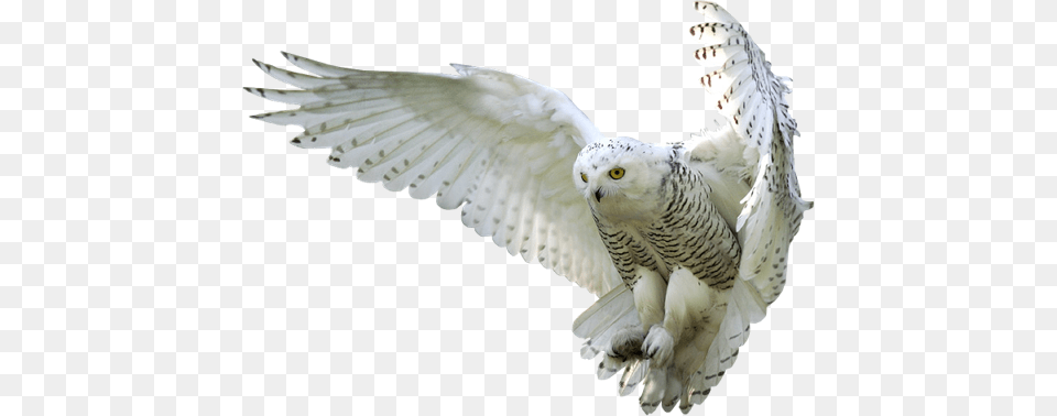 Birds, Animal, Bird, Owl Free Png