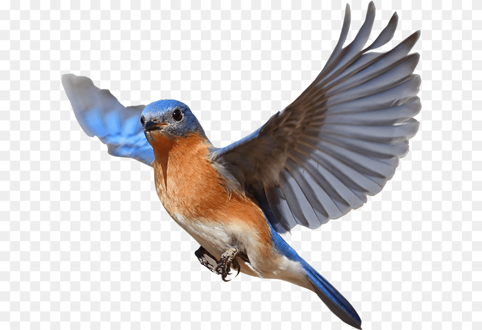 Birds, Animal, Bird, Bluebird, Blue Jay Png
