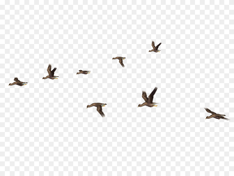 Birds, Animal, Bird, Flying Free Png