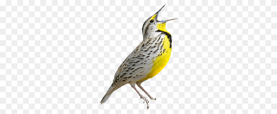 Birds, Animal, Bird, Canary Free Transparent Png