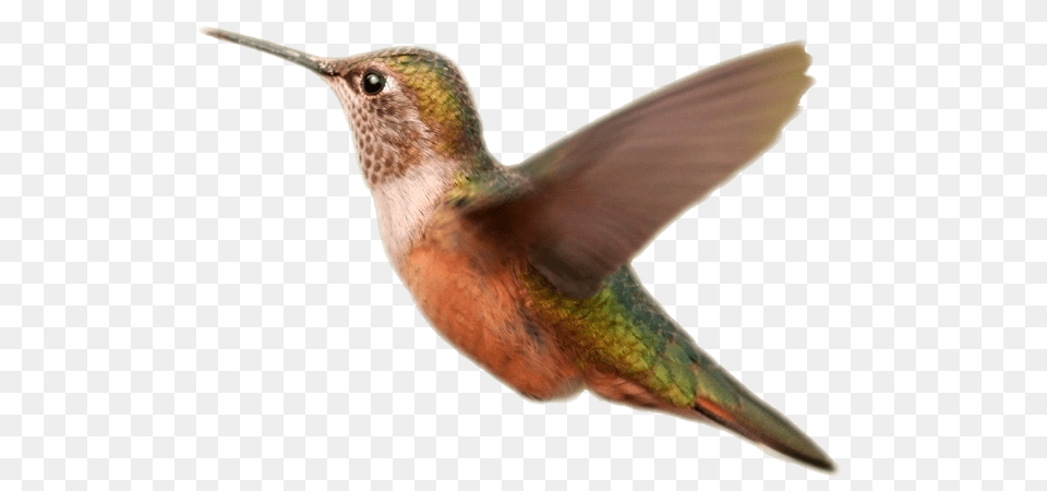Birds, Animal, Bird, Hummingbird Free Png Download