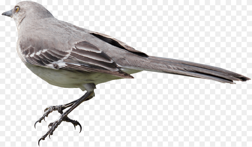 Birds, Animal, Anthus, Bird, Finch Free Png