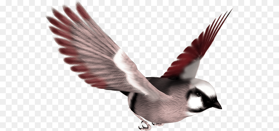 Birds, Animal, Bird, Finch, Flying Free Png Download