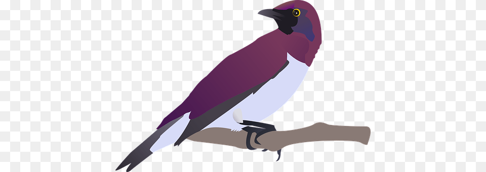 Birds Animal, Bird, Finch, Beak Free Png