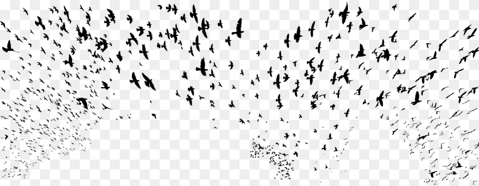 Birds, Gray Free Transparent Png