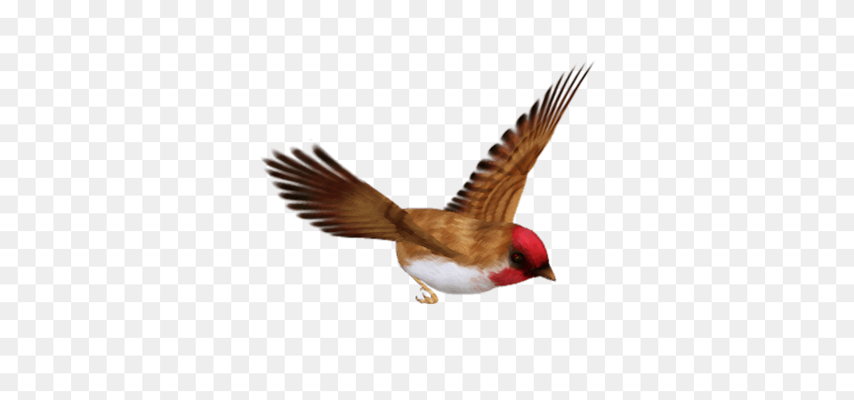 Birds, Animal, Bird, Finch, Flying Free Png