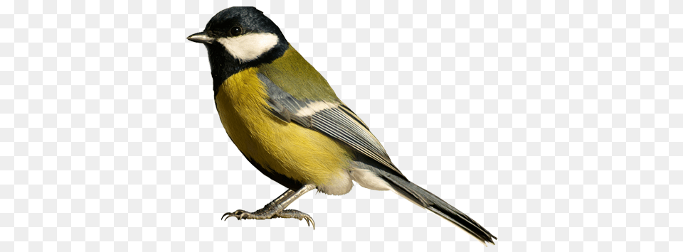 Birds, Animal, Bird, Finch, Canary Png Image