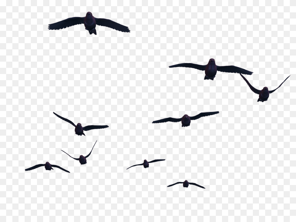 Birds, Animal, Bird, Flying Free Transparent Png