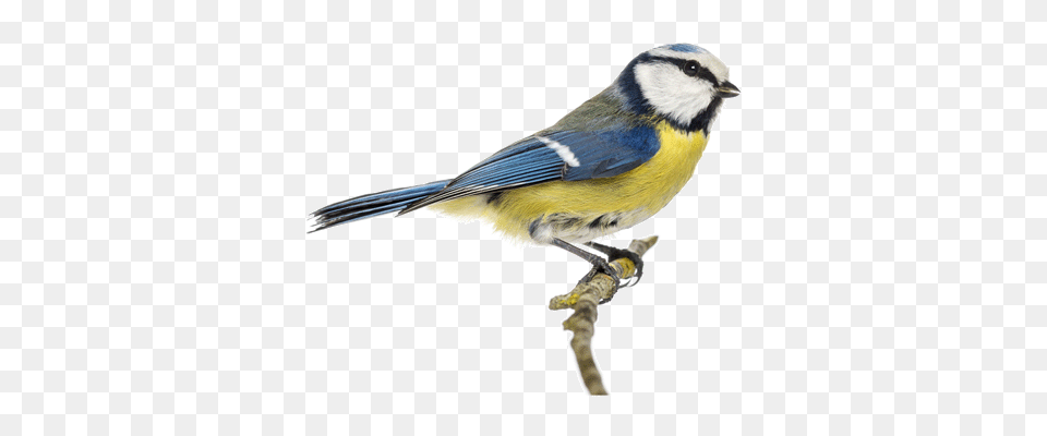 Birds, Animal, Bird, Finch, Jay Free Transparent Png