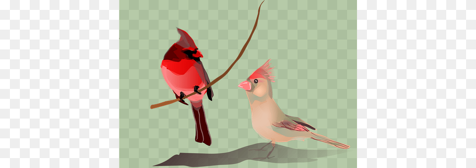 Birds Animal, Bird, Cardinal, Beak Png Image