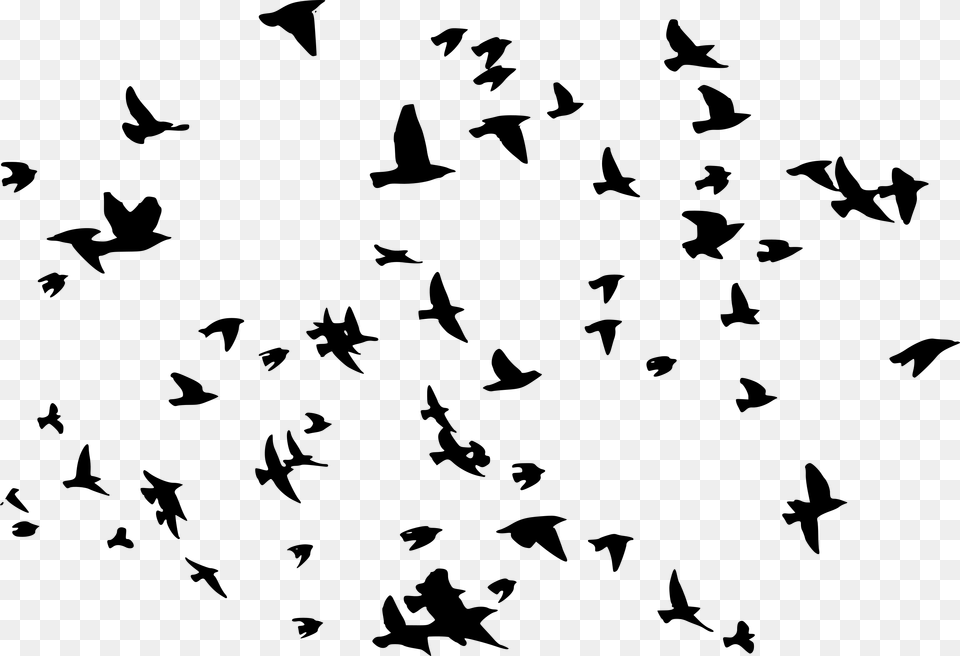 Birds, Gray Free Transparent Png