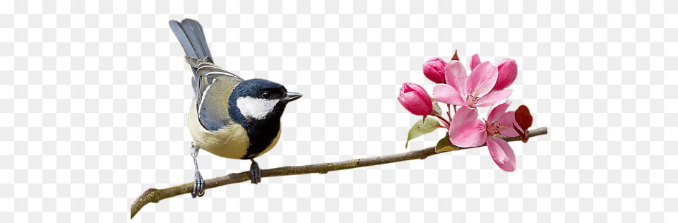 Birds, Animal, Beak, Bird, Finch Free Transparent Png