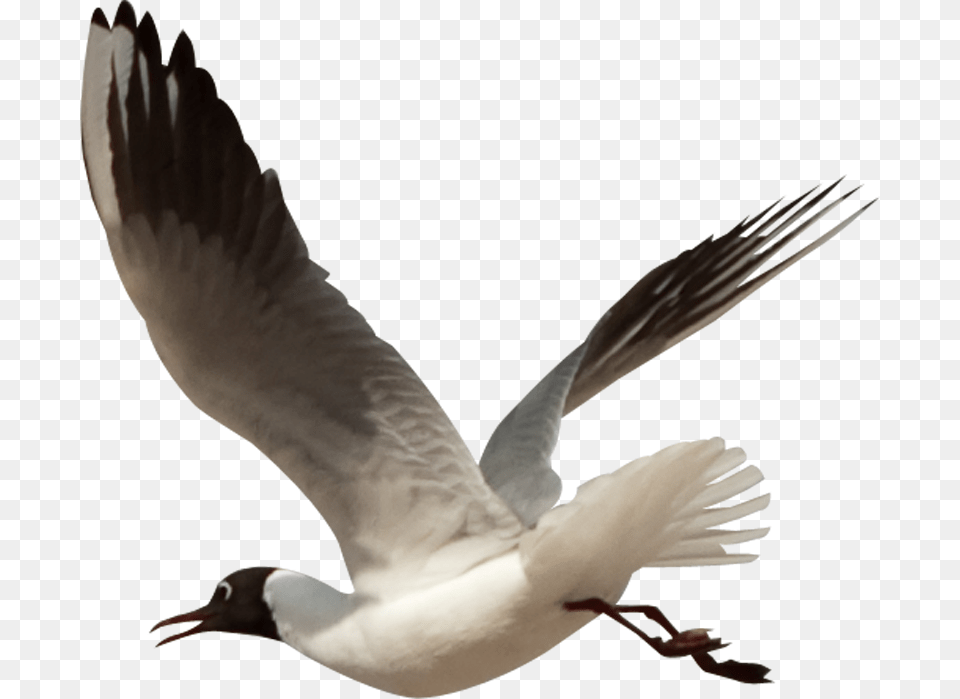 Birds, Animal, Beak, Bird, Flying Free Png Download