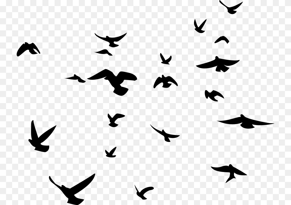 Birds, Animal, Flock, Bird, Flying Free Transparent Png