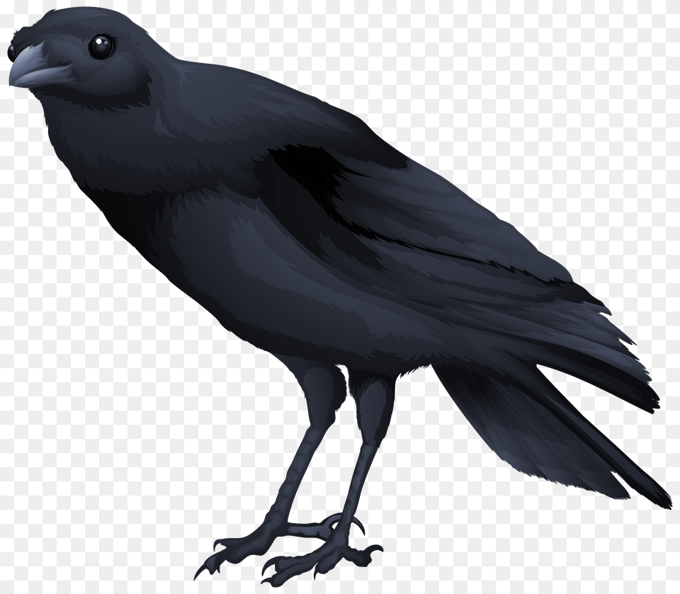 Birds, Animal, Bird, Blackbird, Crow Png