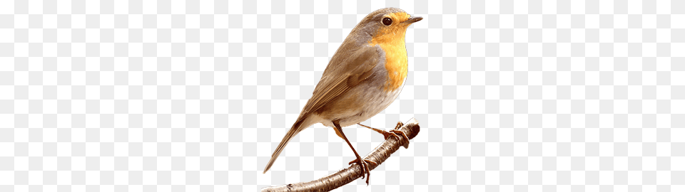 Birds, Animal, Bird, Robin Free Png