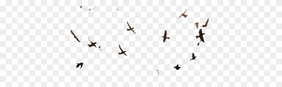 Birds, Animal, Bird, Flying, Flock Png