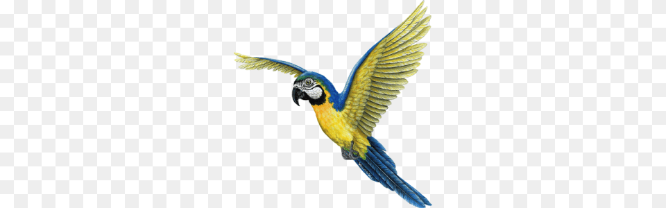 Birds, Animal, Bird, Macaw, Parrot Png Image
