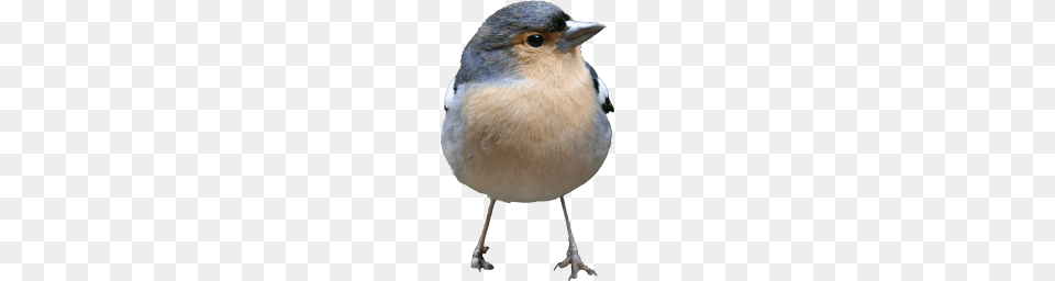 Birds, Animal, Bird, Finch, Jay Png Image