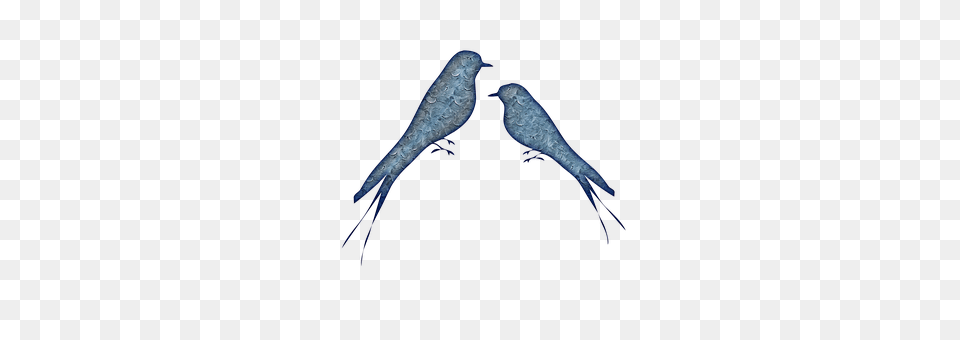 Birds Abstract Animal, Bird Png Image