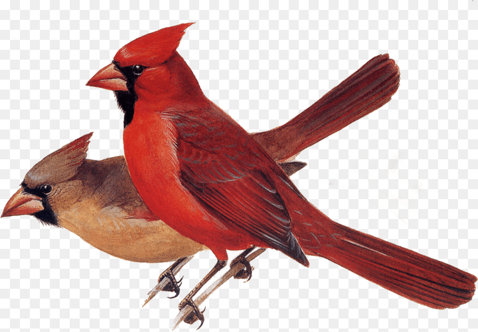 Birds And Animals Northern Cardinal Red Cardinal, Animal, Beak, Bird Free Png