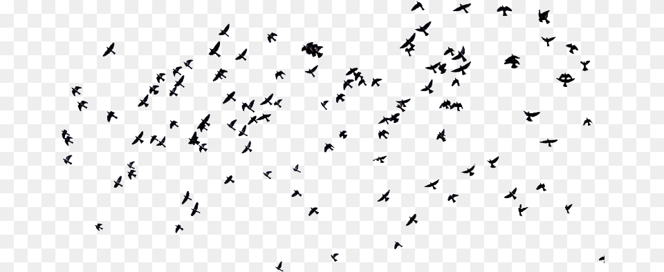 Birds And Overlay Migrating Birds Creative Commons, Text, Blackboard Png Image
