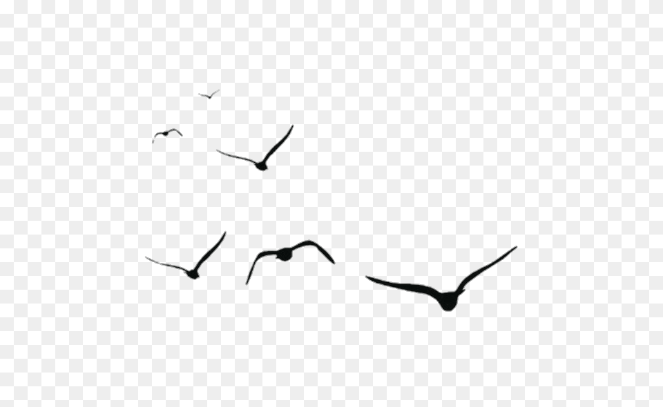 Birds Aves, Silhouette, Animal, Bird Png Image