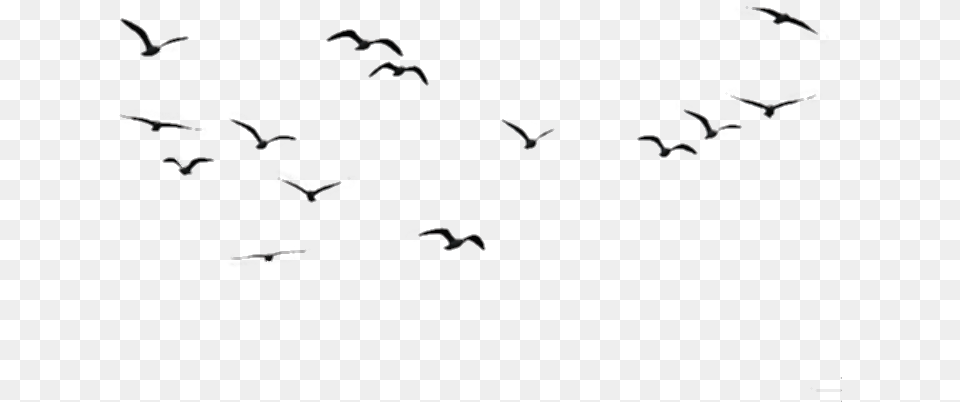 Birds Aves Black Negro Volando Flying Birds In The Sky, Animal, Bird, Flock Free Png Download