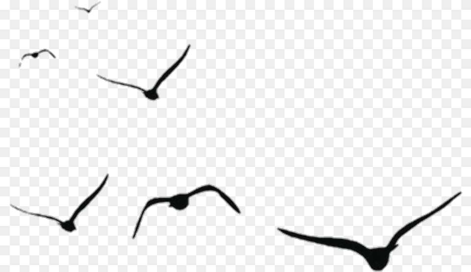 Birds Aves Pjaros Black Shadow Vector Flying Bird, Silhouette, Animal Png Image