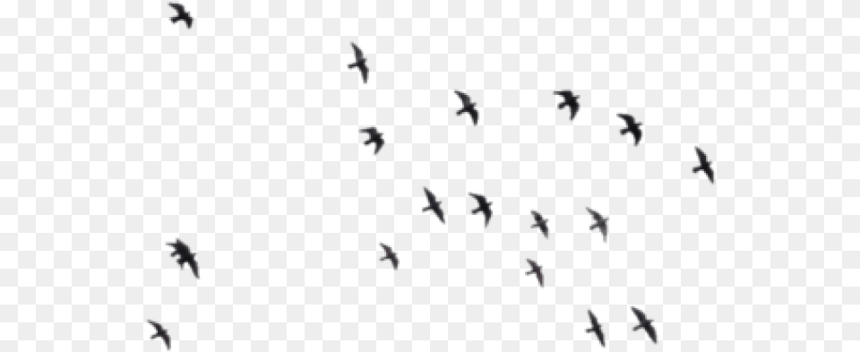Birds Background, Animal, Flock, Bird, Flying Free Transparent Png