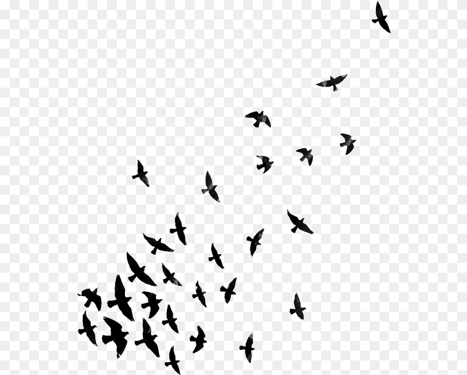 Birds Bird Blackandwhite Dispersion Dispersioneffect Effects For Picsart, Gray Free Png