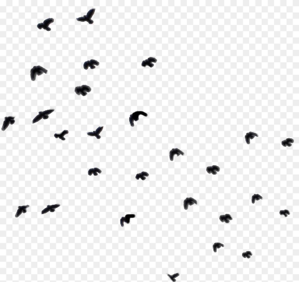 Birds Bird Fly Blackbird Blackbirds Ky Ftestickers Pigeons And Doves, Paper, Animal, Confetti Png