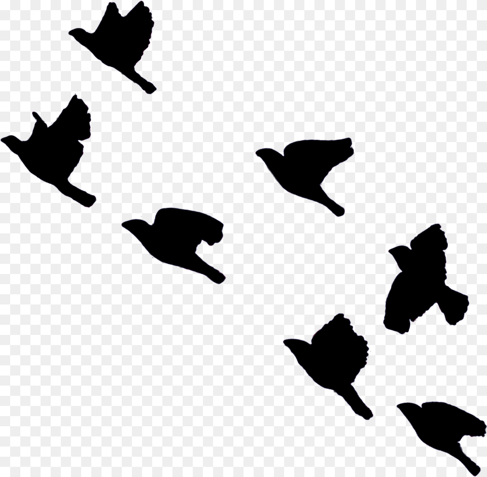 Birds Bird Fly Sky Blackbirds Flying Blackcolor Black Birds Flying In Sky, Silhouette Free Png Download