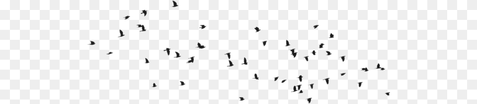 Birds Birds Birds For Picsart, Animal, Flock, Text, Bird Free Transparent Png