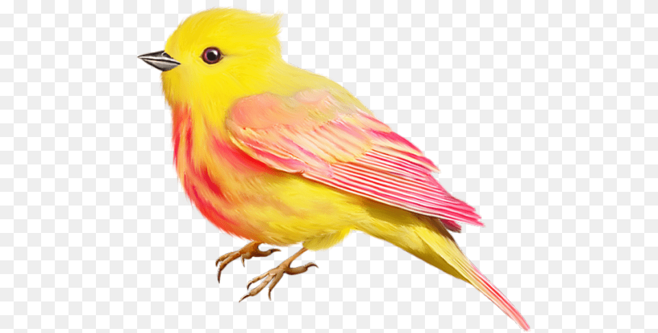Birds Birds Cute Clipart, Animal, Bird, Canary, Finch Free Png