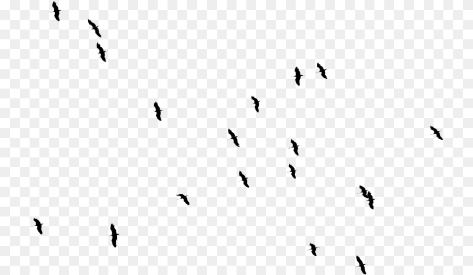 Birds Birds Top View, Gray Png